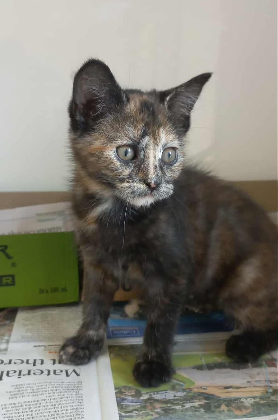 Gallery image: Matilda