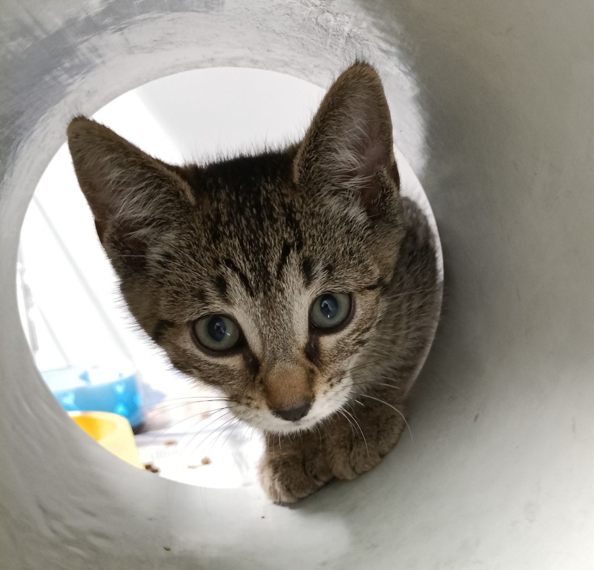 Gallery image: Pudding