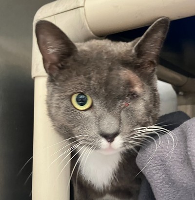 Arlo - Domestic Short Hair