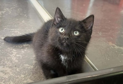 Johnny - Domestic Short Hair