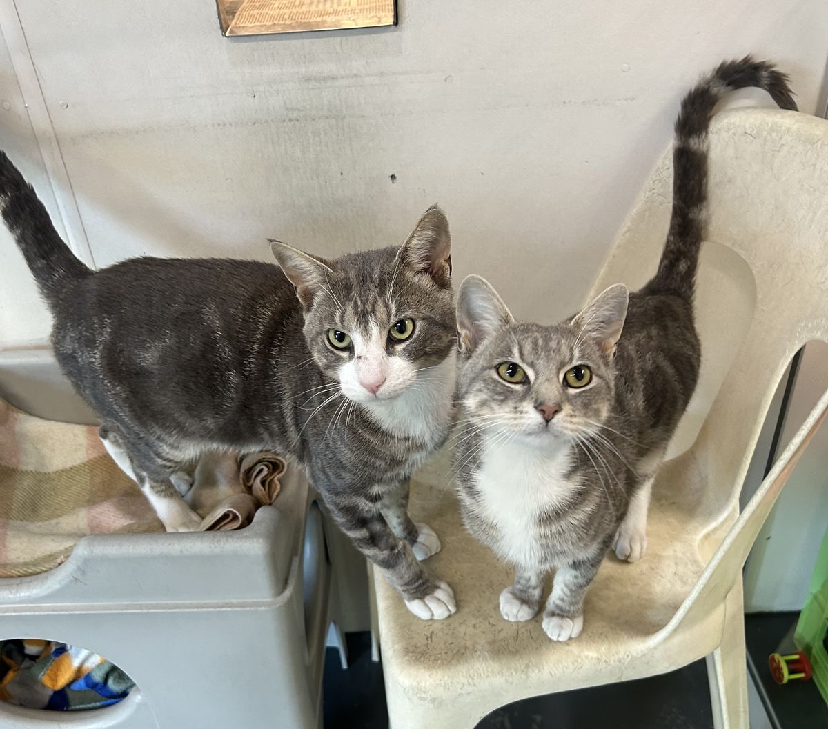 Gallery image: Pretty Boy