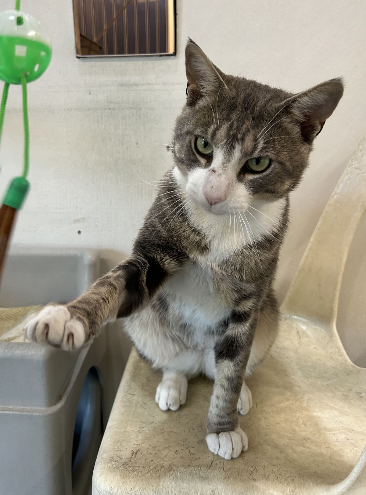 Gallery image: Pretty Boy