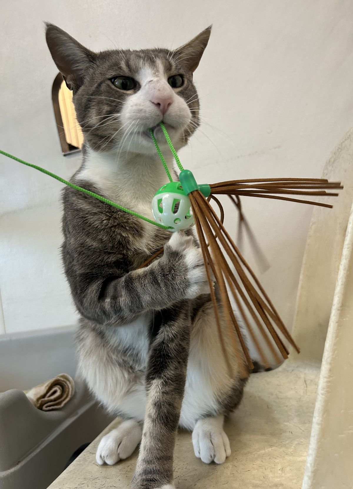 Gallery image: Pretty Boy