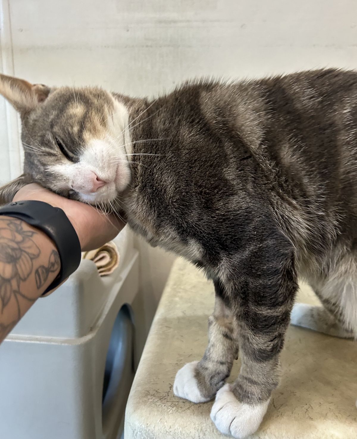 Gallery image: Pretty Boy