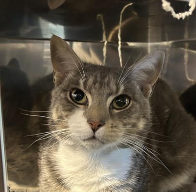 Tiger - Domestic Short Hair