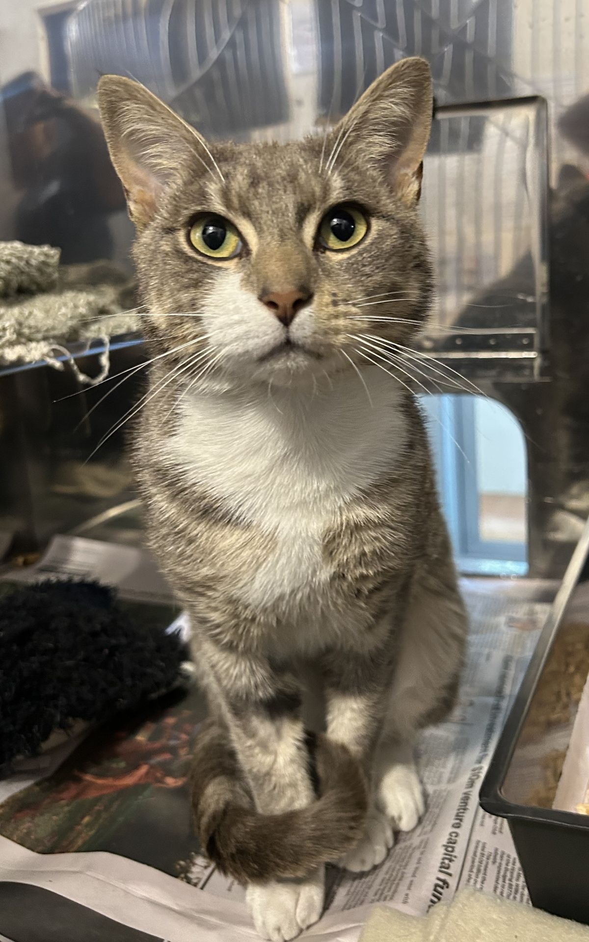 Gallery image: Tiger