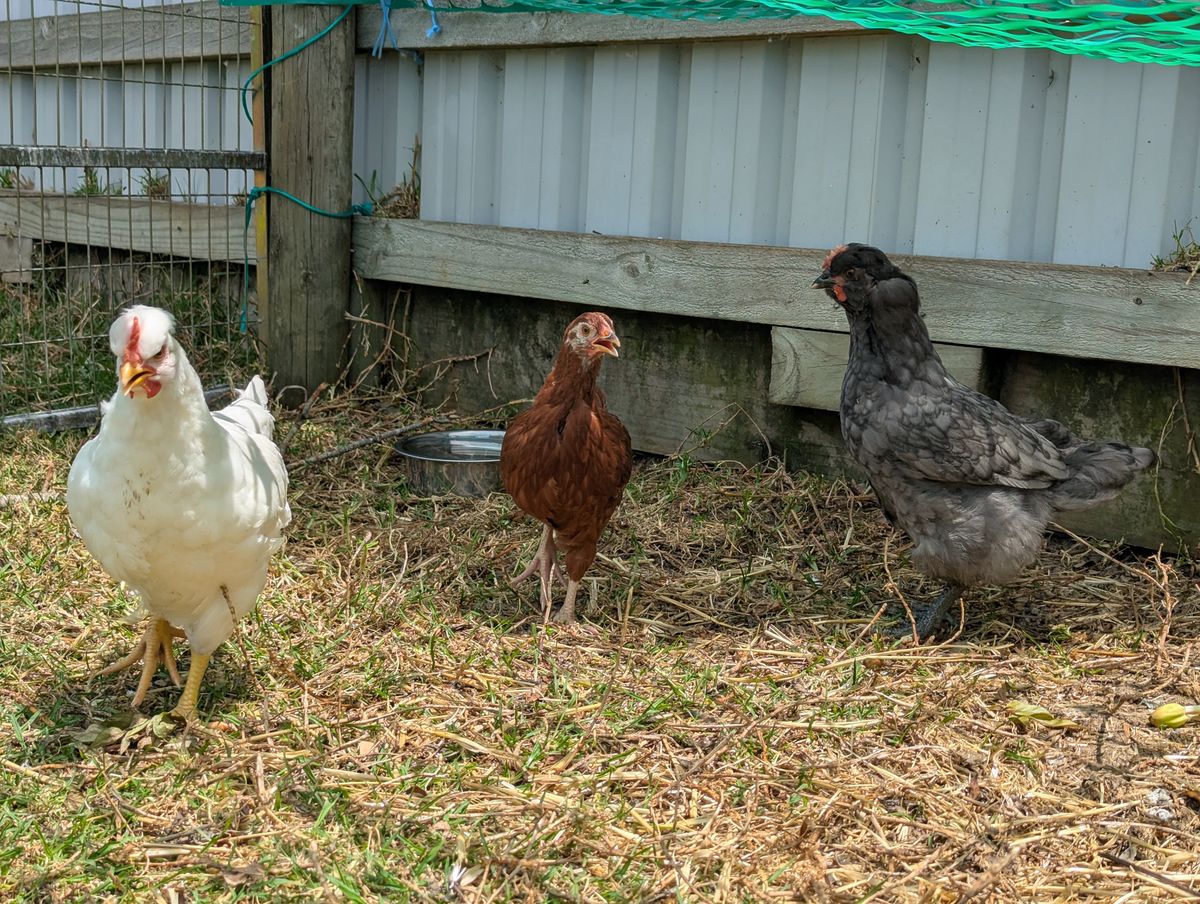 Gallery image: Triceratops