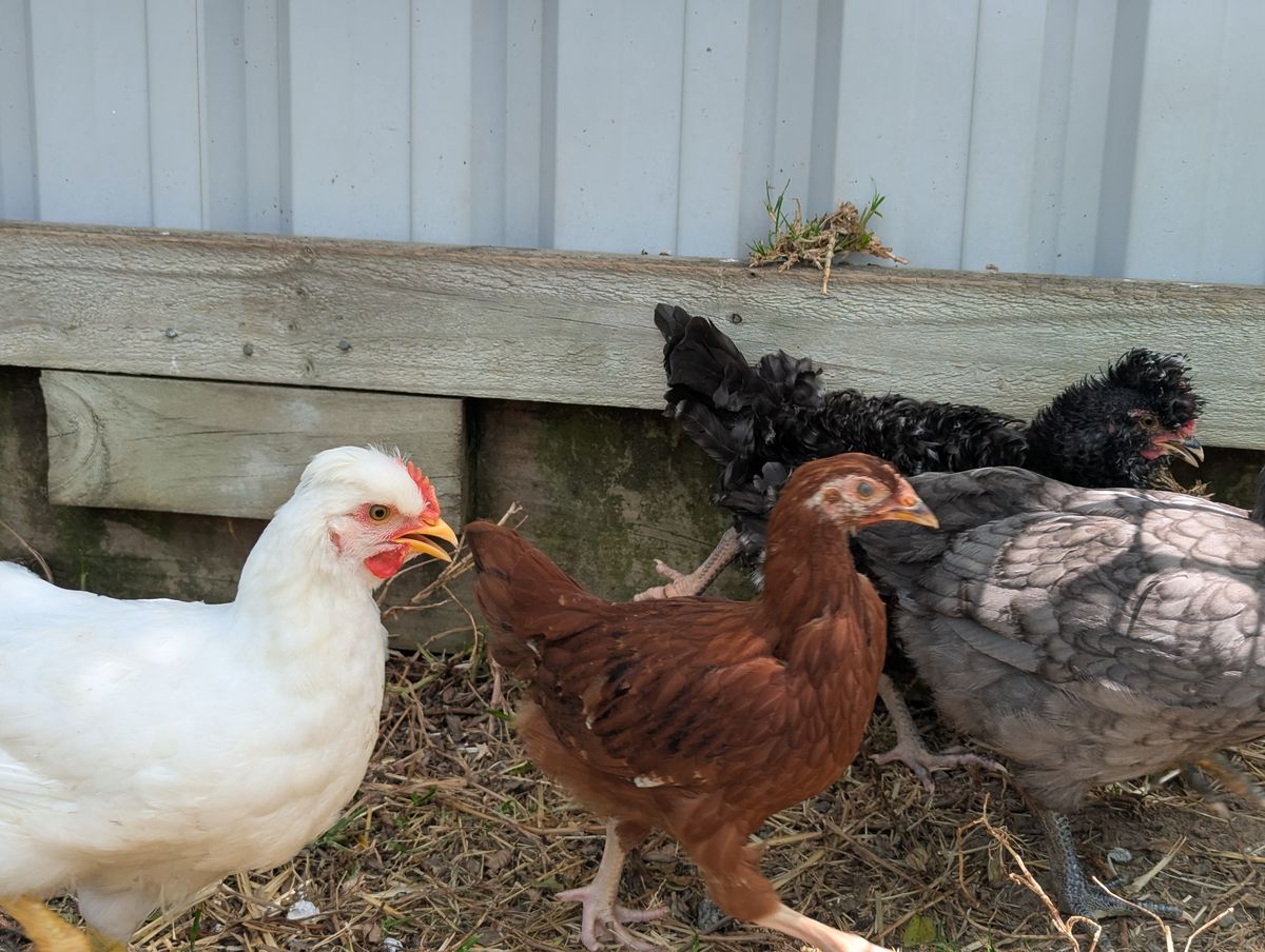 Gallery image: Triceratops