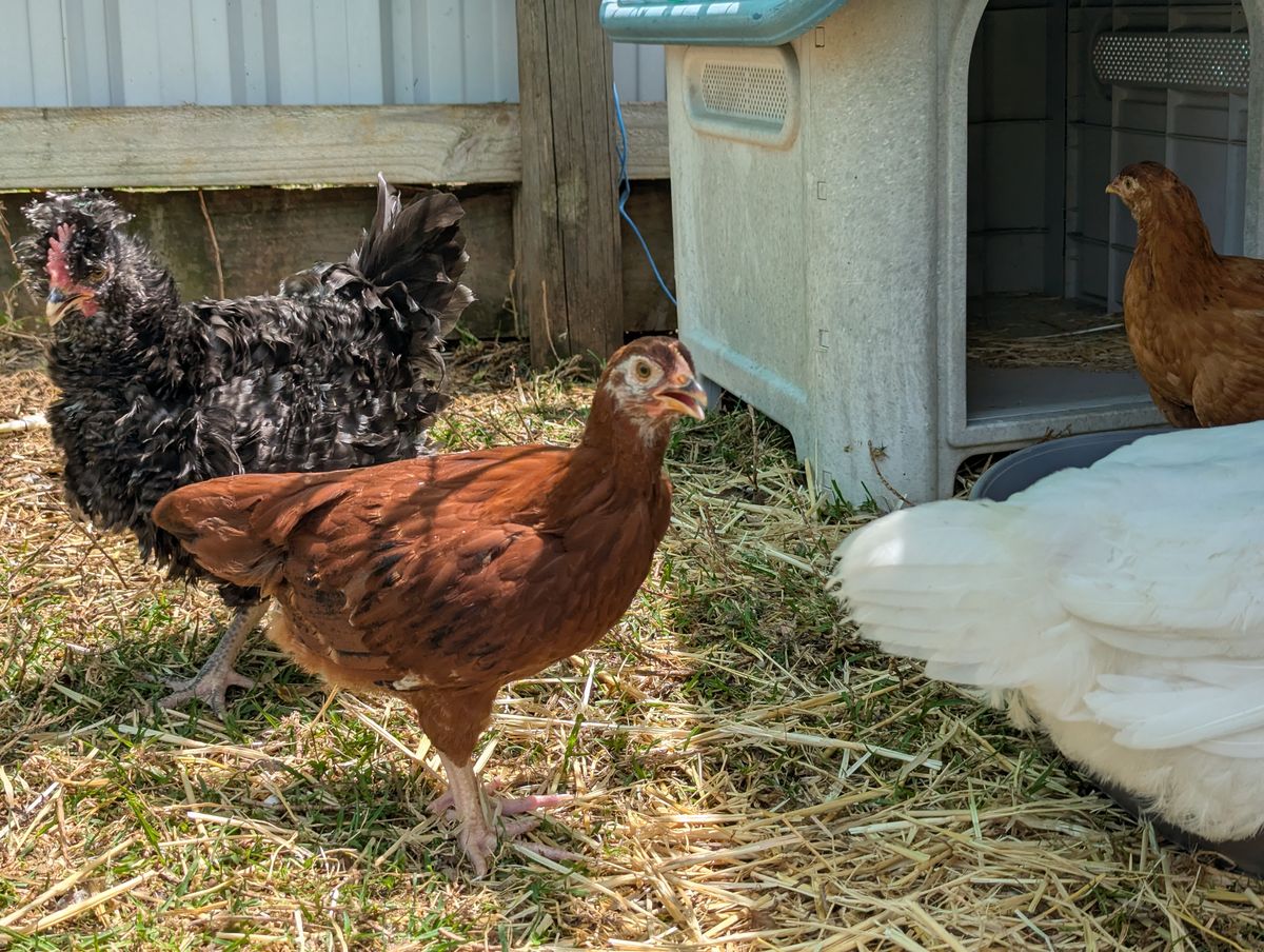 Gallery image: Triceratops