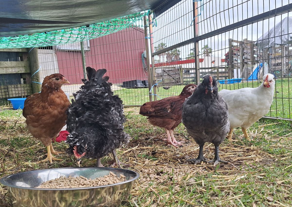 Gallery image: Triceratops