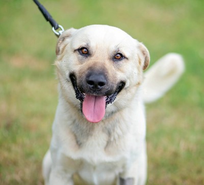 Sunny  - Large Cross Breed