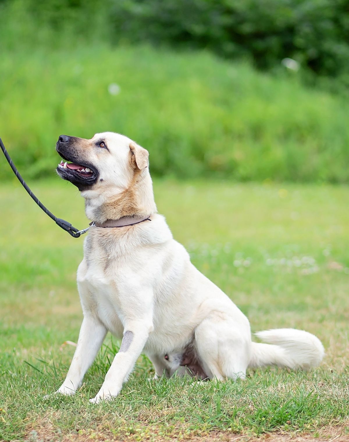 Gallery image: Sunny 