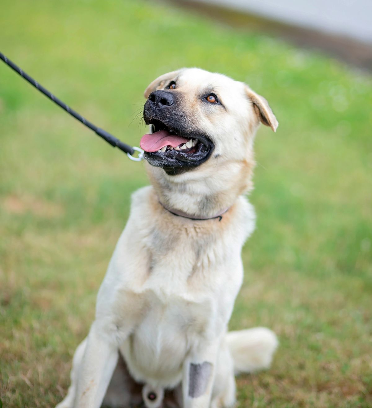 Gallery image: Sunny 