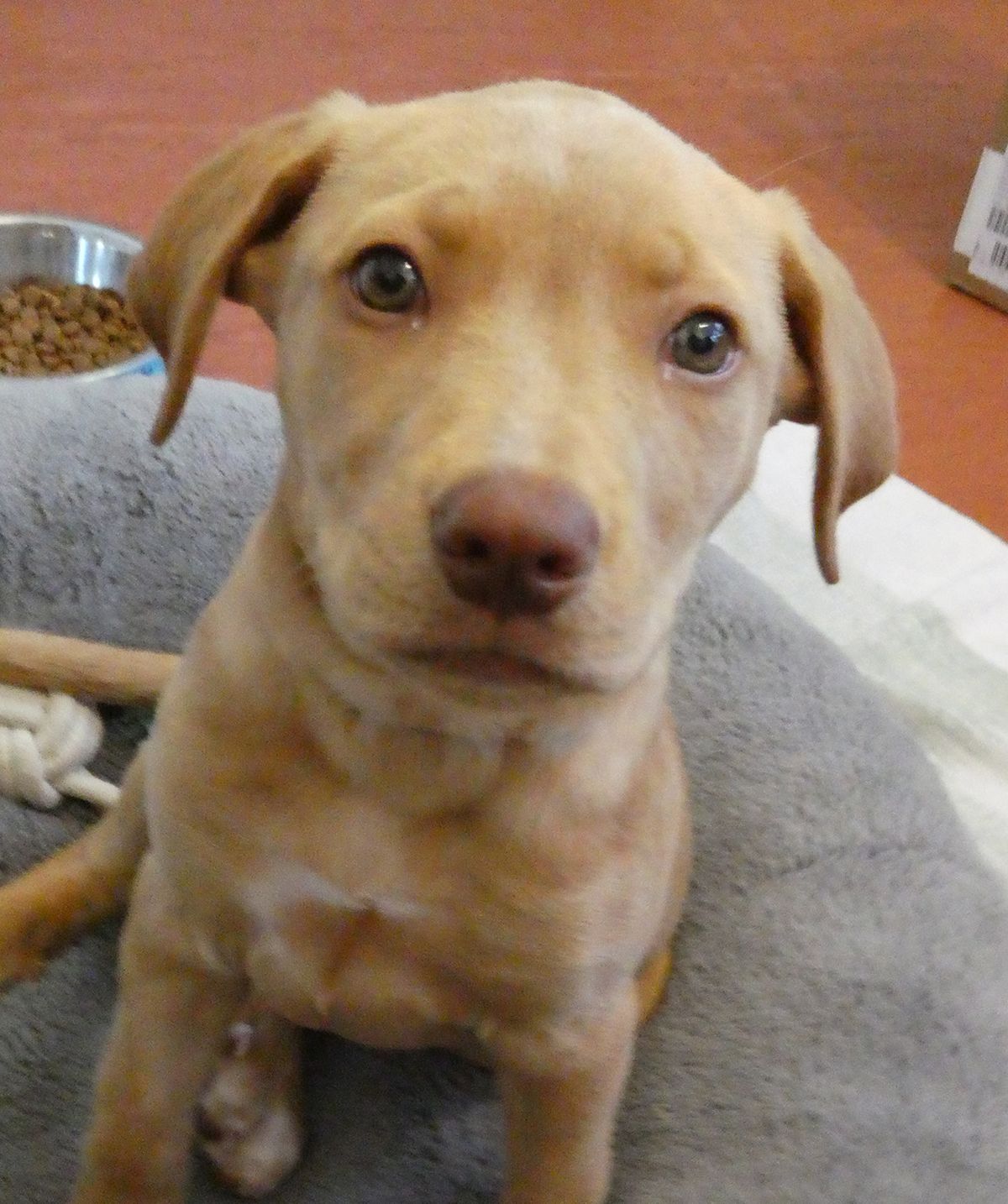 Gallery image: Capri