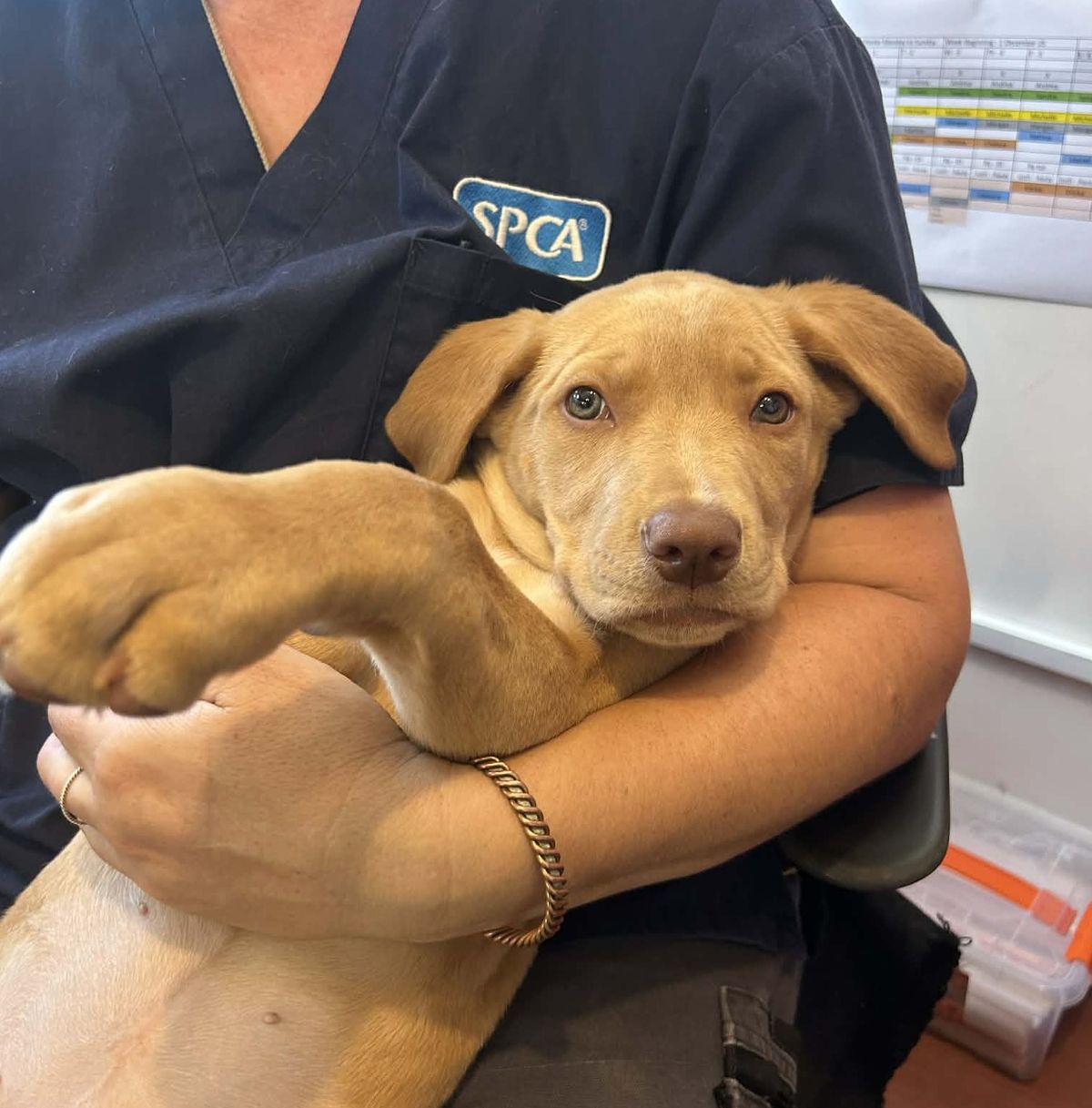 Gallery image: Capri