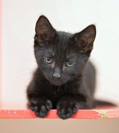 Sierra - Domestic Short Hair