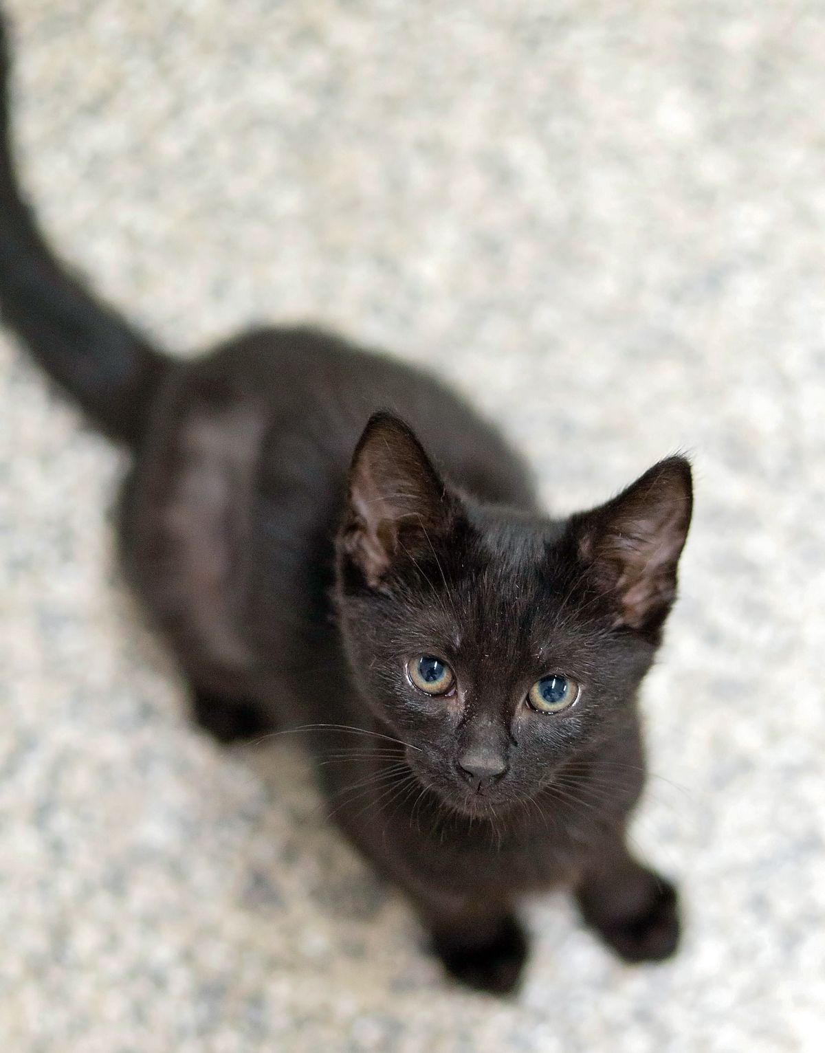 Gallery image: Sierra