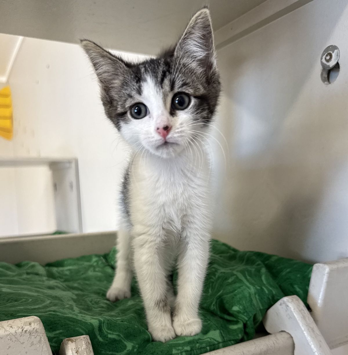 Gallery image: Abigail