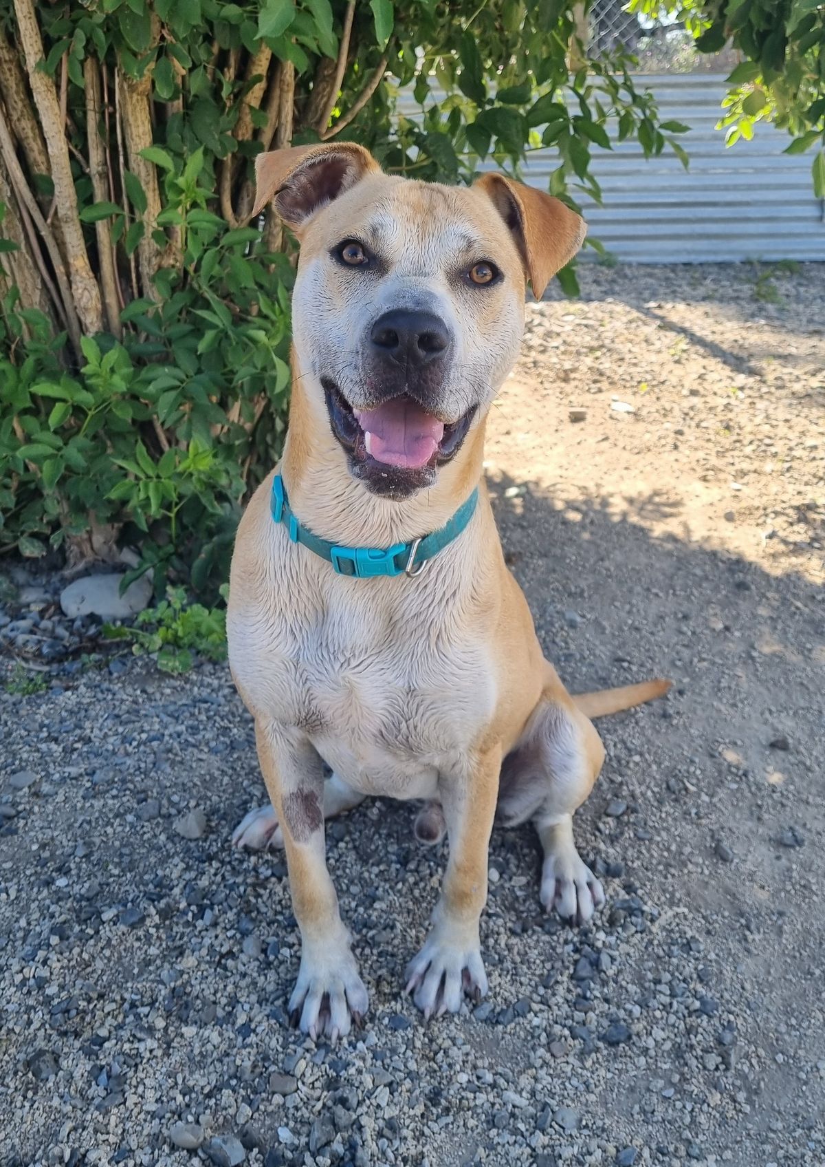 Gallery image: Charlie Brown