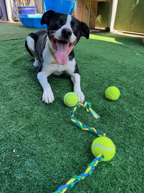 Gallery image: Honey