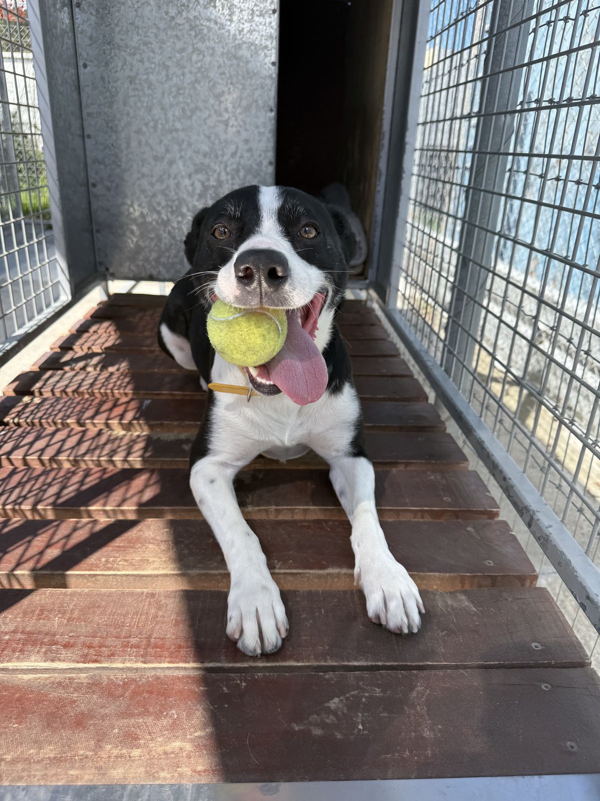 Gallery image: Honey