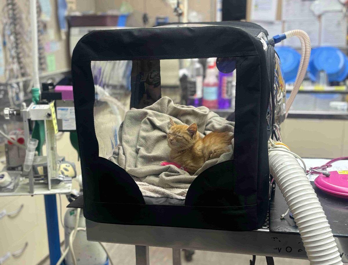 A small ginger kitten sleeps in a special oxygen tent inside a vet clinic
