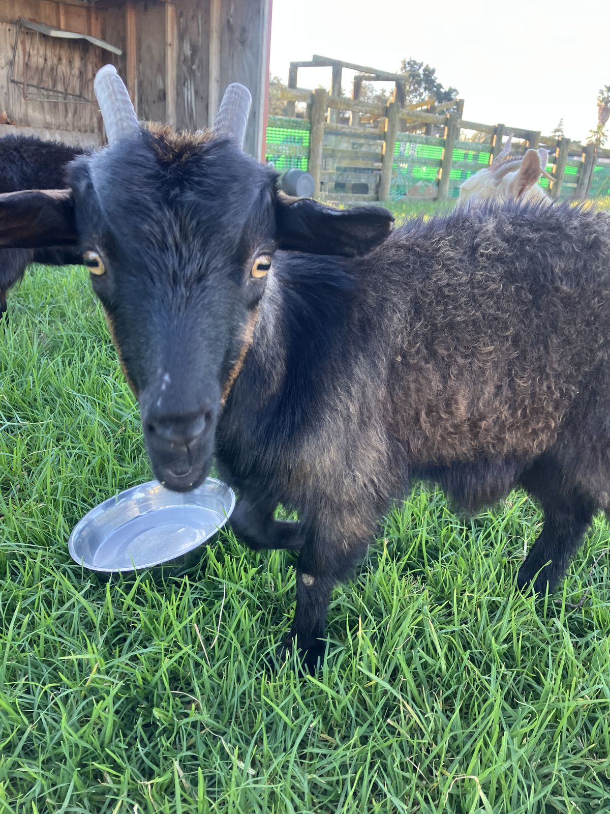 Gallery image: Mystic