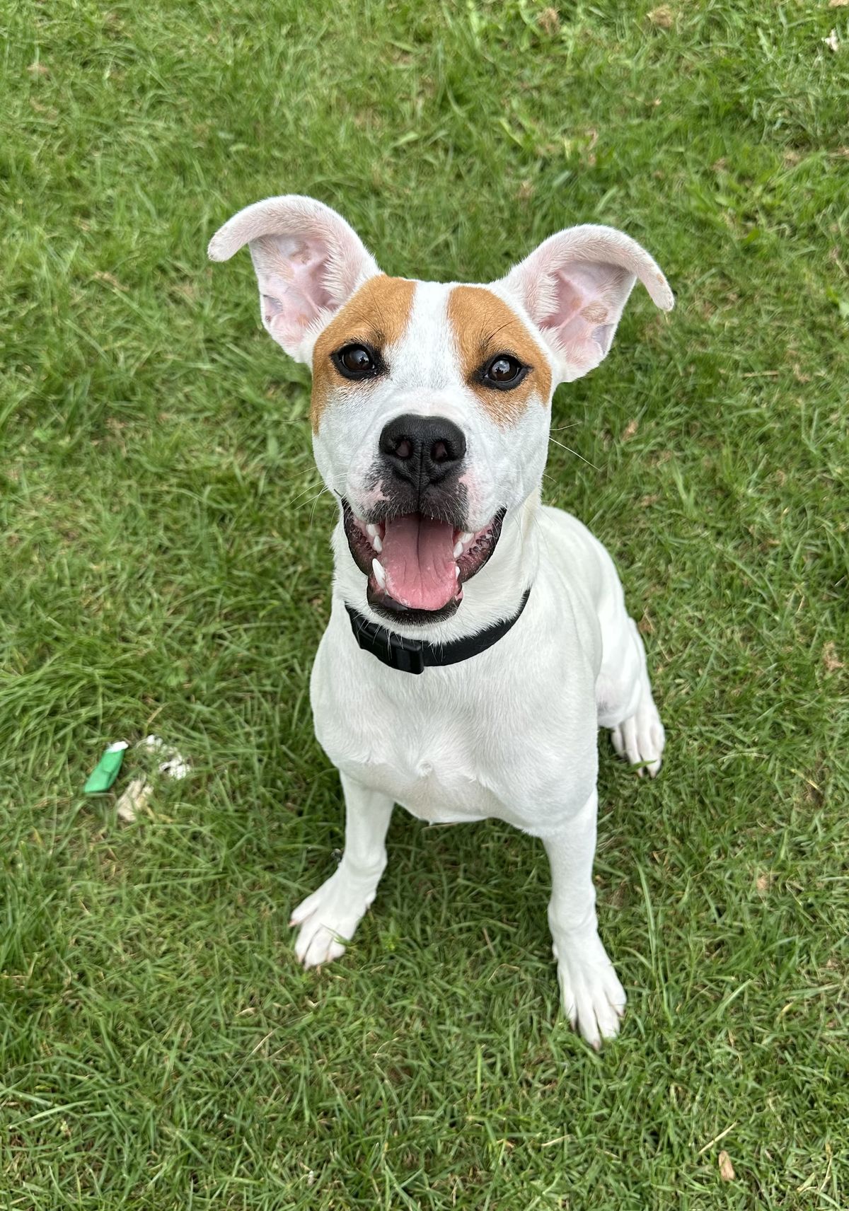 Gallery image: Twinkie