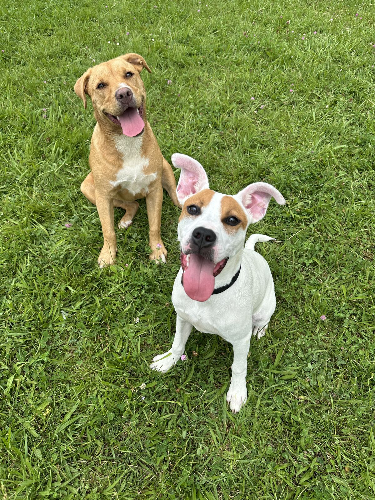 Gallery image: Twinkie