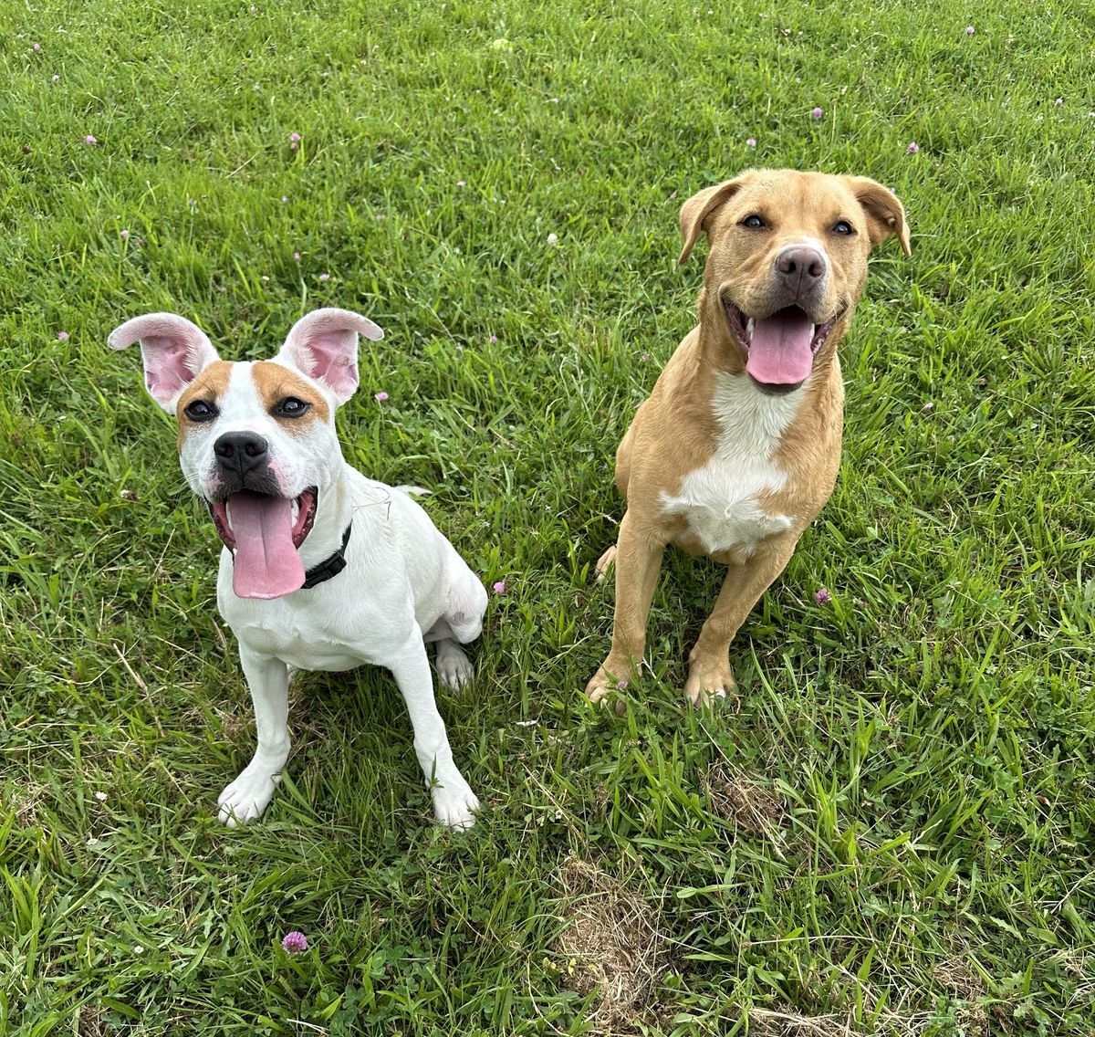 Gallery image: Twinkie