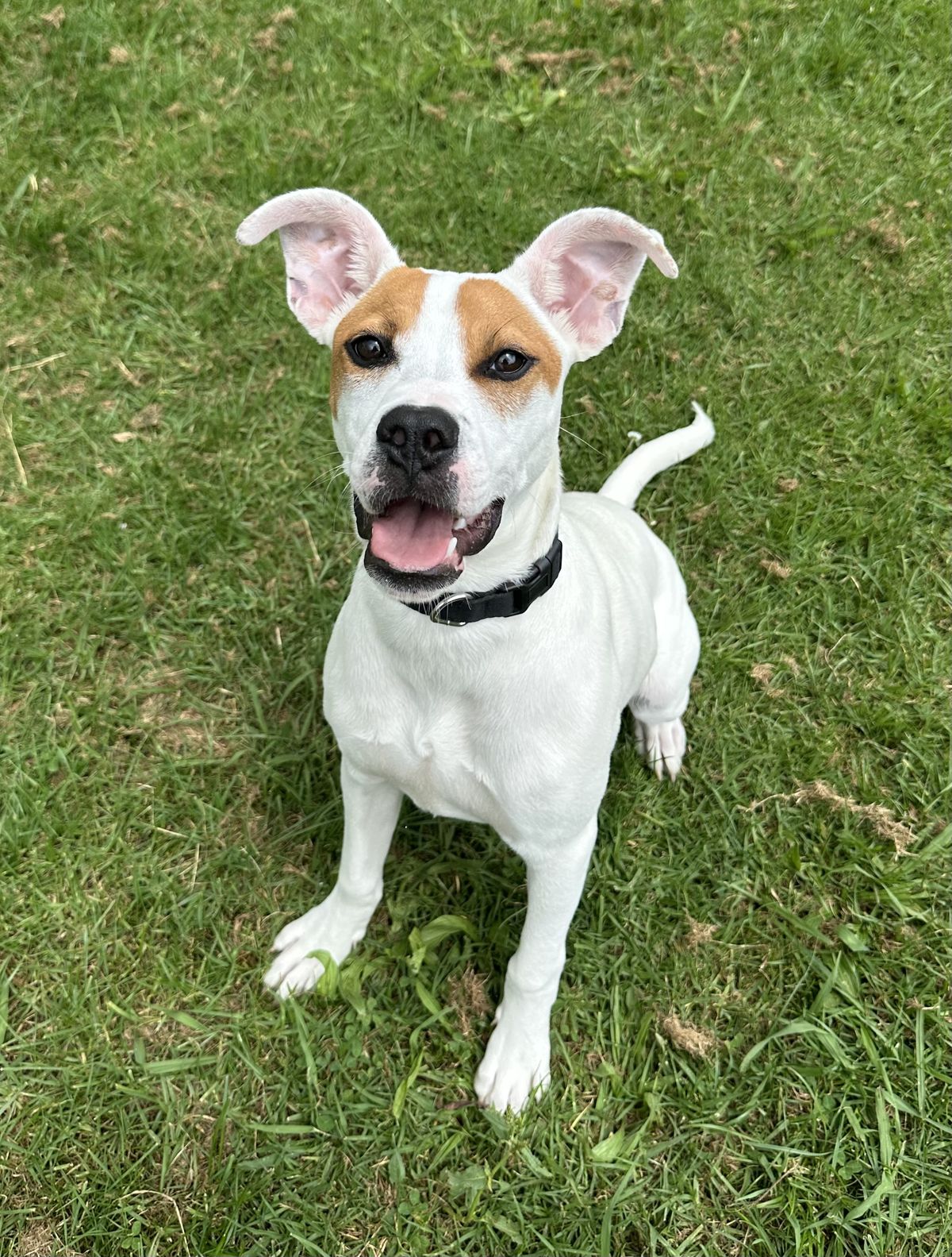 Gallery image: Twinkie