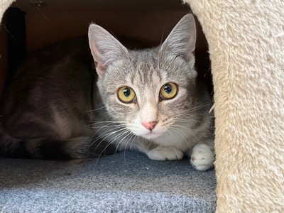 Storm - Domestic Short Hair