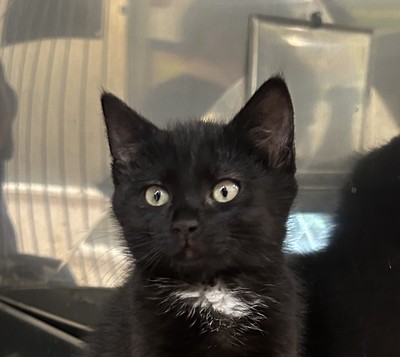 Lily - Domestic Short Hair