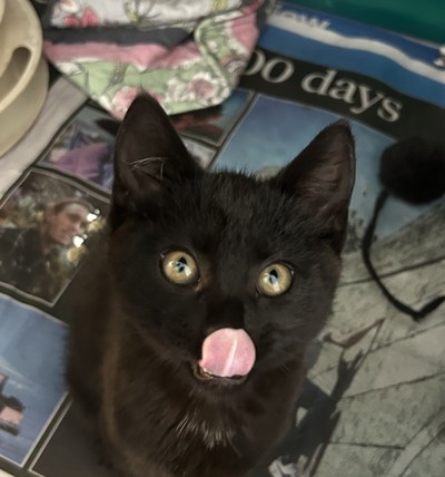 Watson - Domestic Short Hair