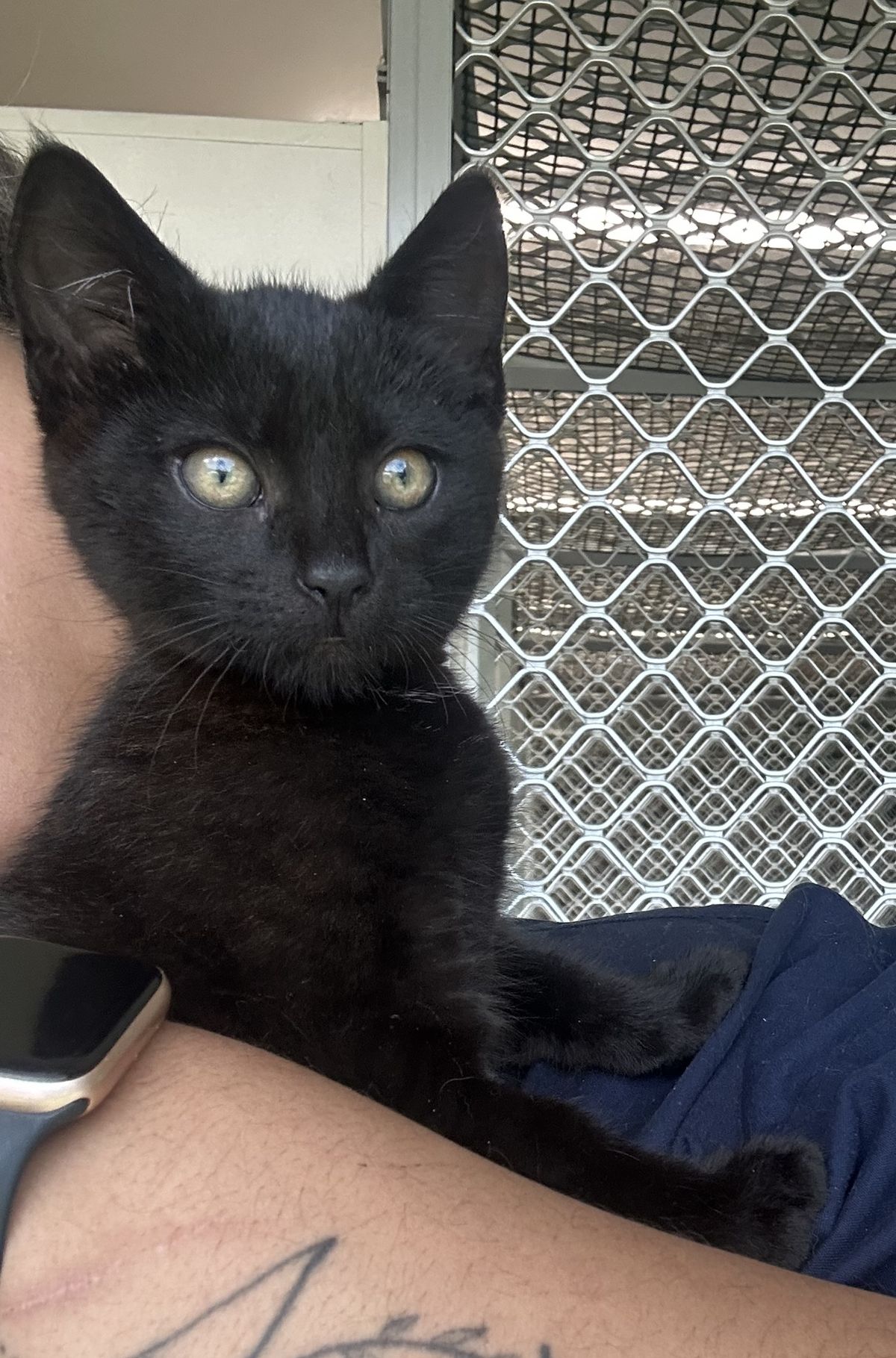 Gallery image: Watson