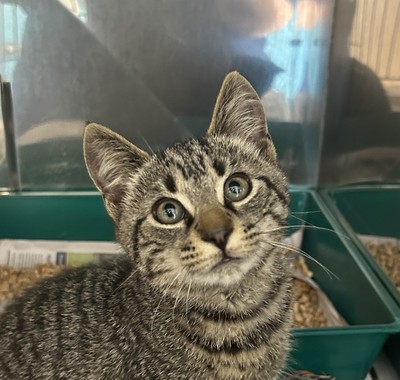 Sherlock - Domestic Short Hair