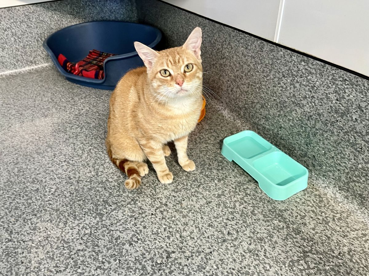 Gallery image: Willie