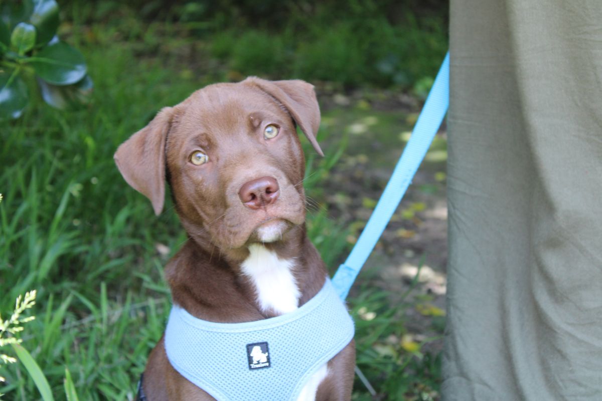 Gallery image: Fennel