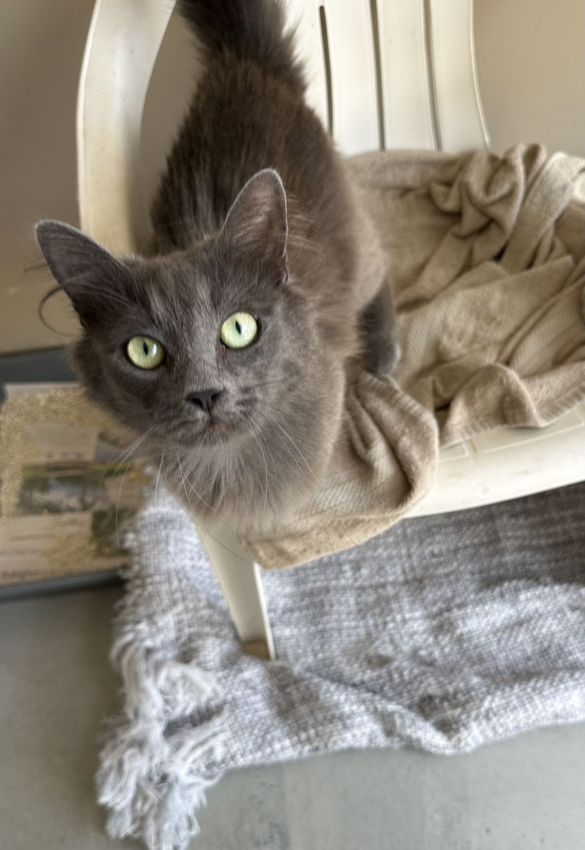 Gallery image: Rosie