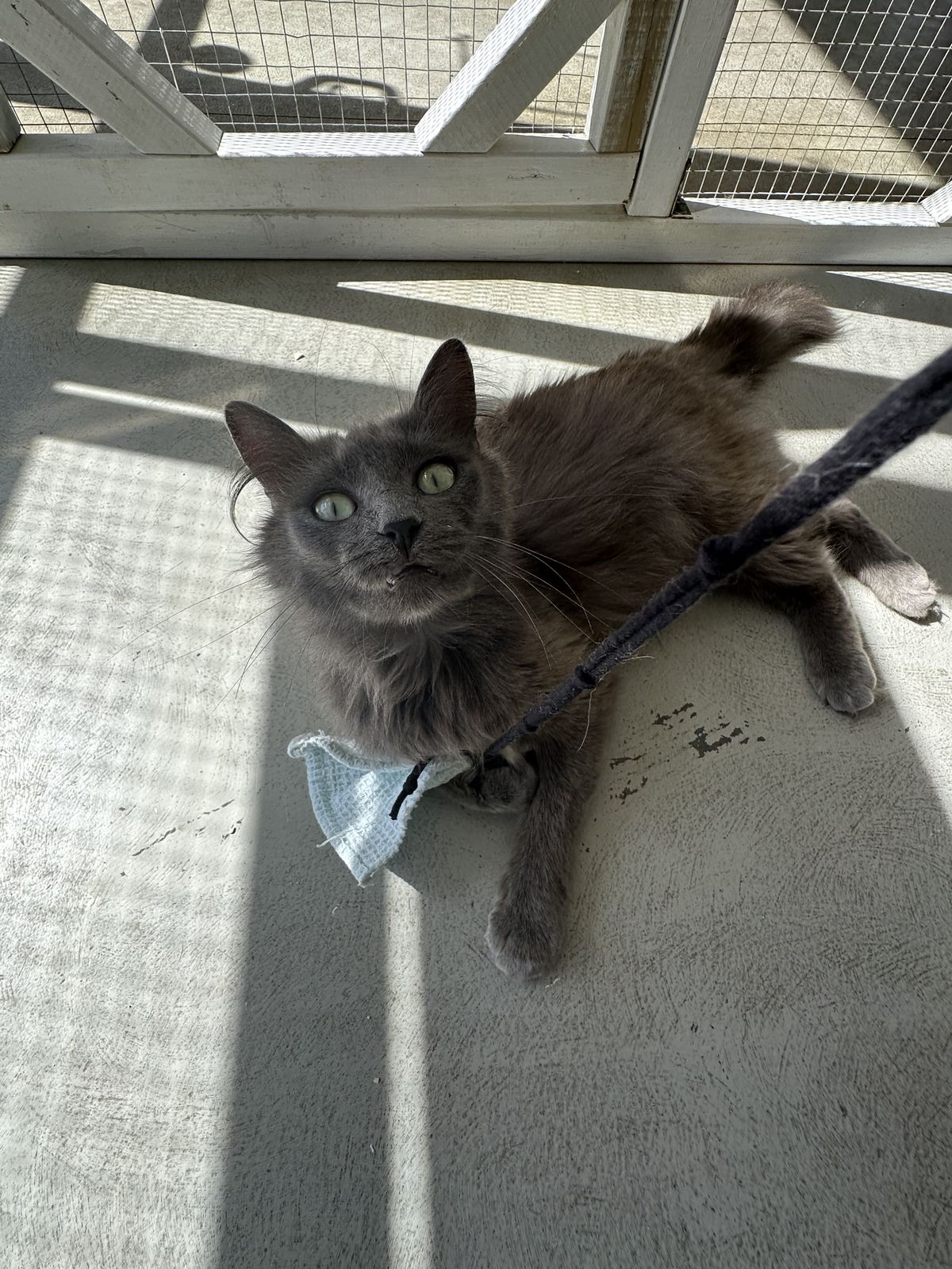 Gallery image: Rosie