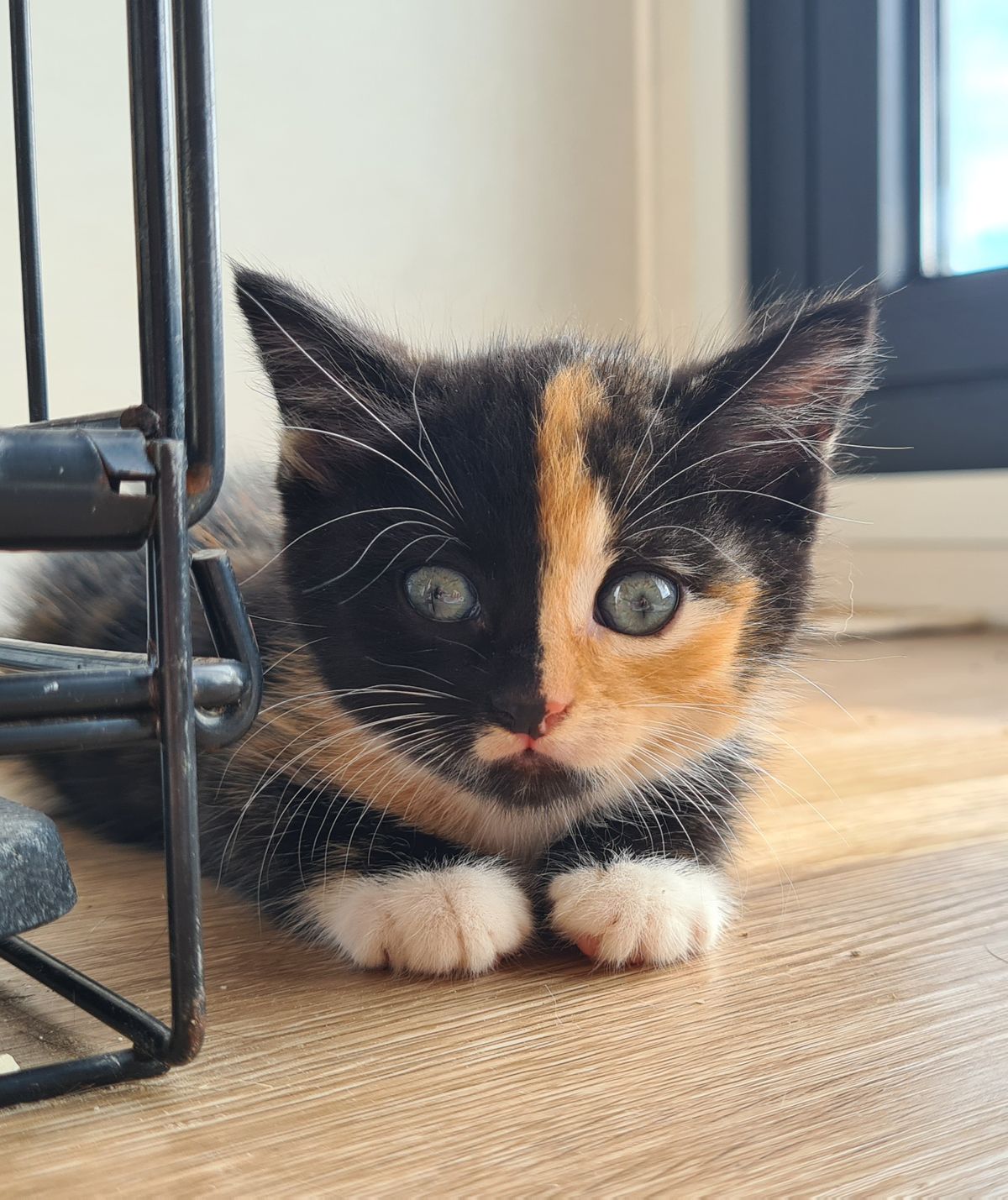 Gallery image: Pavlova