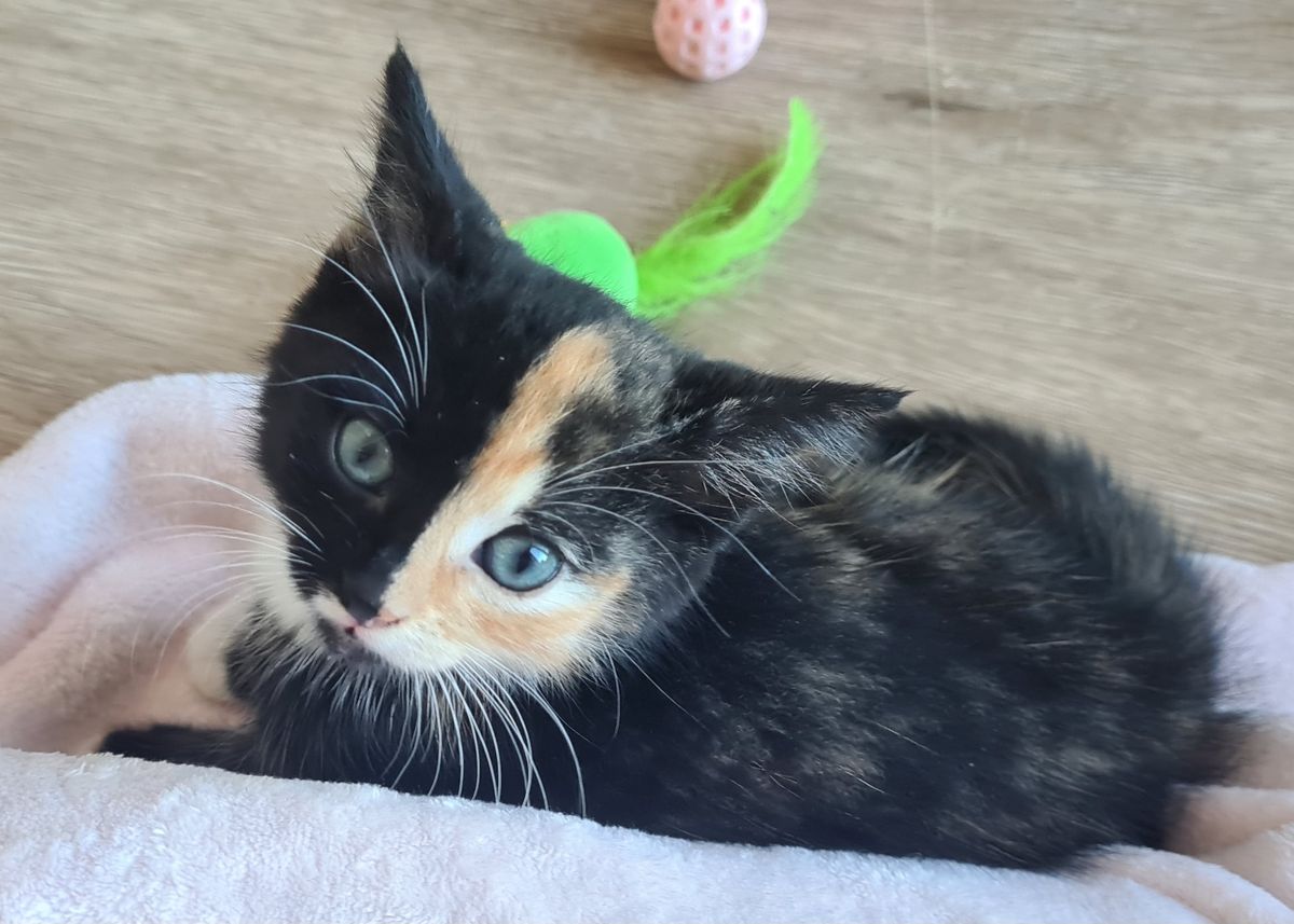 Gallery image: Pavlova