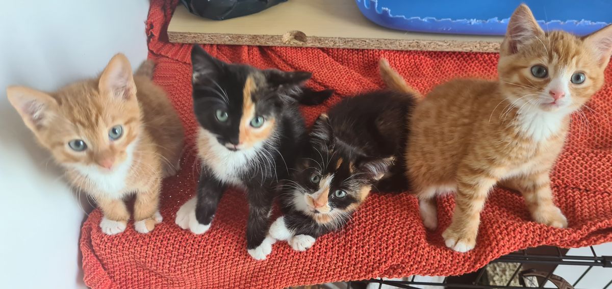 Gallery image: Pavlova