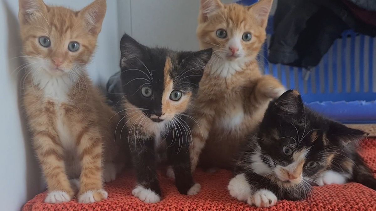 Gallery image: Pavlova