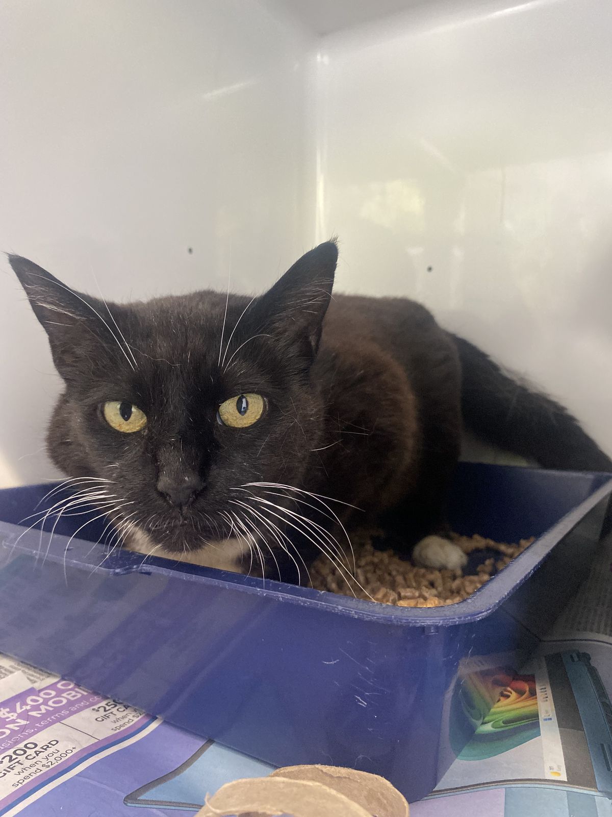 Gallery image: Sabrina