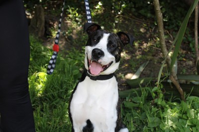 Kahn - American Bulldog