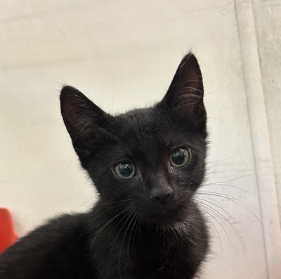 Vander - Domestic Short Hair