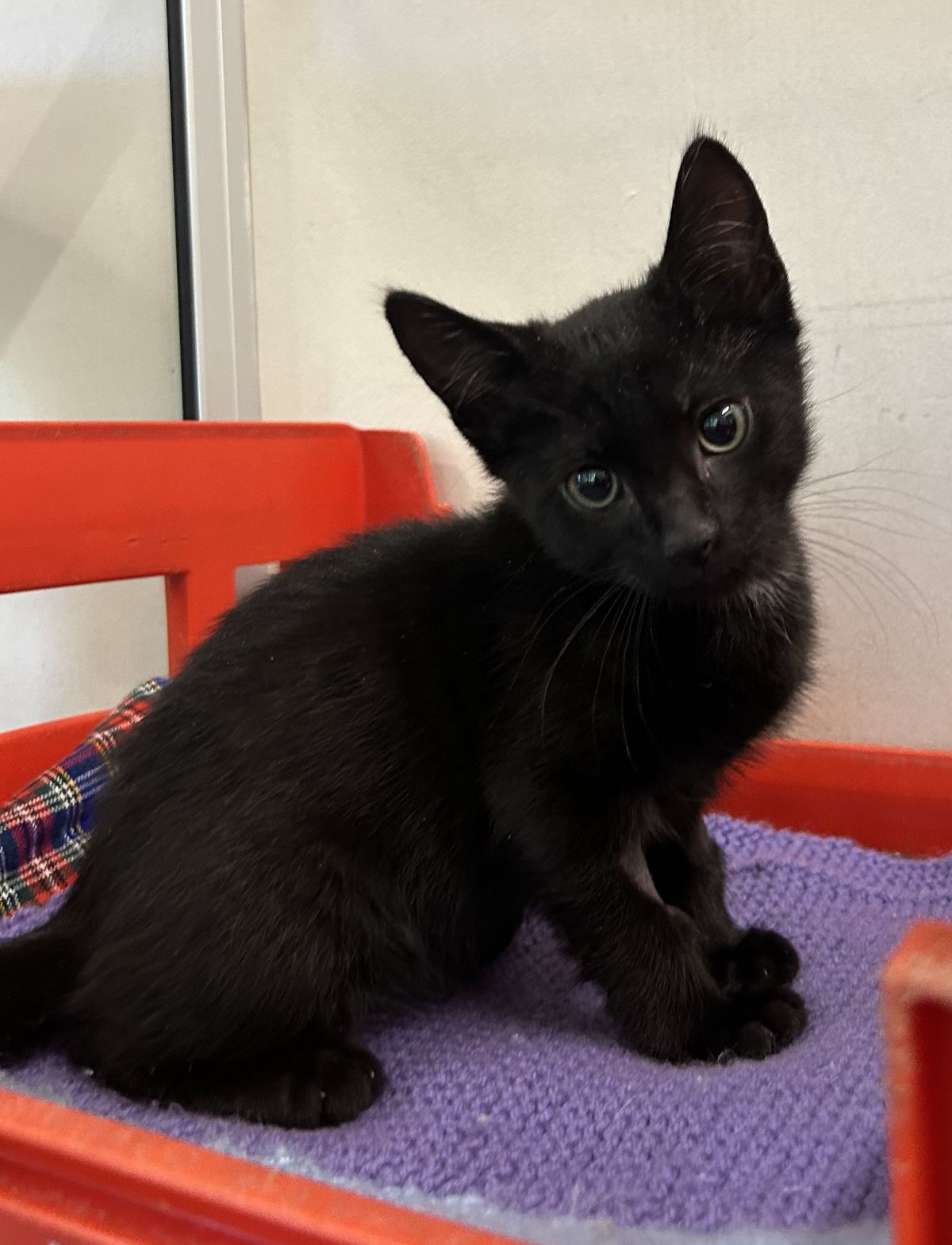 Gallery image: Vander