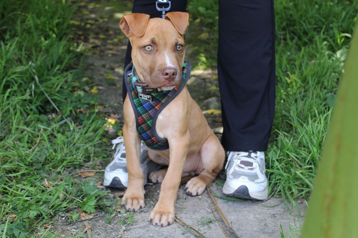 Gallery image: Bennett 