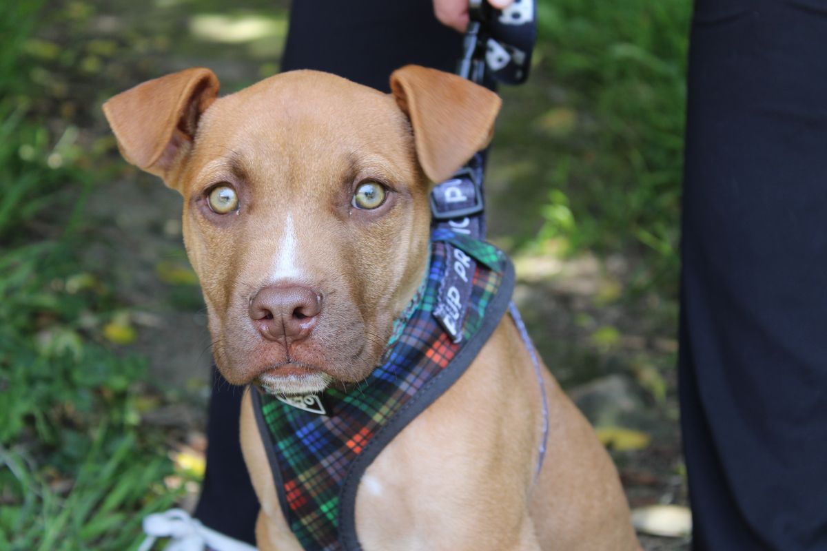 Gallery image: Bennett 